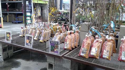 Fruit trees & plants for zone 11; slim pickings' at Lowe's in Norwalk | Fruit tree nursery ...