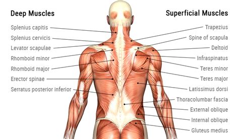 The low back, also called the lumbar region, is the area of the back that starts below the ribcage. Back Muscle Anatomy Model - Human Anatomy