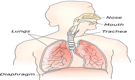 When this air is forced into water it creates a jet which can create a soothing massage on most whirlpool tubs have pumps that are between 1 and 2 hp in strength. World Pneumonia Day 2019: Major Difference Between ...