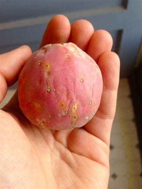 Cactus flesh (cc) is a resource and one of the harvested agricultural substance flora elements. How to Eat and Drink Prickly Pear