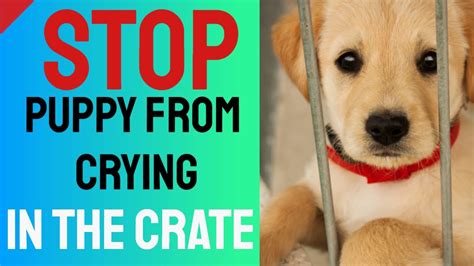 Getting ready to crate train. Stop Puppy From Crying in the Crate - Crate Training Tips ...