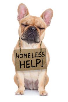 To view pets available for adoptions online, click here. The Best Pet Rescue and Pet Adoption in Las Vegas
