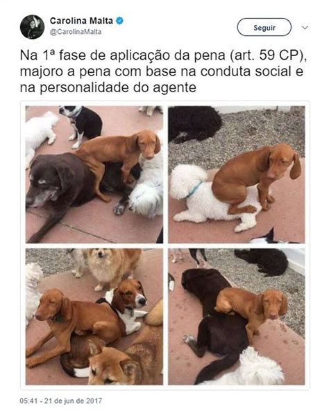 Make your own images with our meme generator or animated gif maker. Memes de cachorros - Galeria de Fotos - Bicharada - Cidadeverde.com