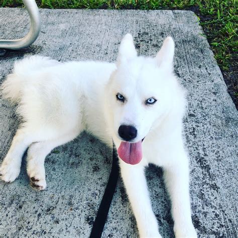 Stunning quality thick boy with 2 blue eyes! Siberian Husky Puppies For Sale | Miami, FL #299834
