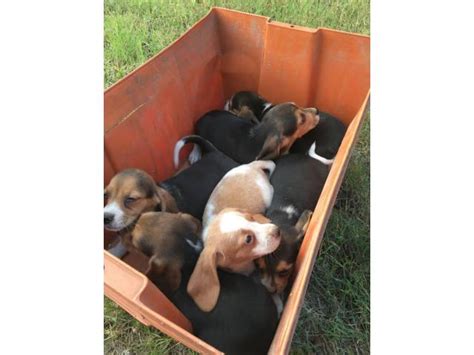 Finish your holiday shopping and help support home for good dog rescue all from the comfort of your own home. Six Beagle Puppies Available for Sale in Joplin, Missouri ...