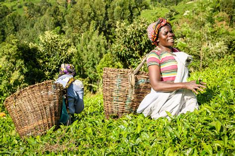 Tea plantation in munnar started in the year 1857 when britishers wanted to grow in india. Kenya: Tea Plantations and Mountains Vistas Around Meru - VIDEO (en.infoglobe.cz)