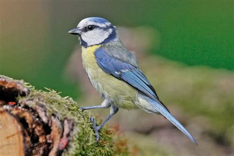 Bilder finden, die zum begriff blaumeise passen. Mésange bleue | Vogelwarte, Blaumeise, Blaumeisen