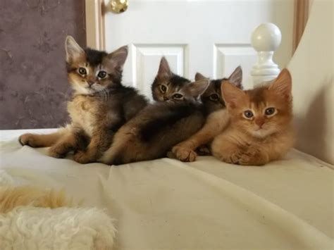 Abyssinian kittens for sale in the westchester, new york, long island and nyc area. Which Breed is This Cat? | Abyssinian kittens, Kittens ...