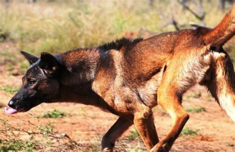 Developing a pest animal management plan ways to monitor pest animals general information about pest animals Wild dog simply bulldozes under fence designed to stop it ...