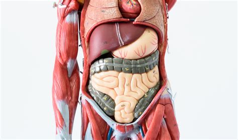 For the convincing modeling of virtual humans, realistic breathing is an important aspect. Male Anatomy Diagram Appendix / Illustration Picture Of Male Anatomy Prostate : Free anatomy 3d ...