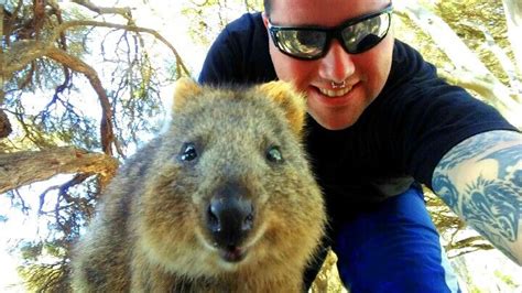 Mistaken as rats by early settlers, the name of. Quokka Selfie, Rottnest Island, Western Australia | Natureza