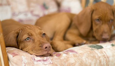 However, there are some different factors listed below that could affect your dog's sleeping patterns, making them sleep slightly more or less than the average. How Many Hours a Day do Dogs Sleep? How Much do They Need?