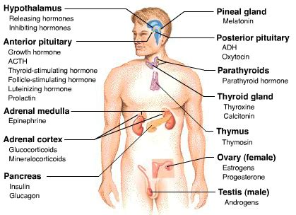 Pada bagian ini sebenarnya tidak diproduksi hormon sendiri, melainkan menyimpan selain itu, hormon ini juga berpengaruh terhadap pengeluaran hipofisis anterior yang spesifik pada seorang. Sistem Endokrin ( Hormon ) - BIOSMAN8PKU