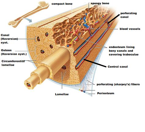 Label compact and spongy bone illustrations as demonstrated in class. Fruit: Microscopic Structure Of Compact Bone