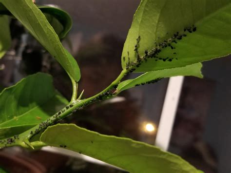 Unfortunately, they're susceptible to a wide variety of diseases, including bacterial lots of tiny, slightly raised bumps that are tan or dark brown, without grey or black centers. What are these gray bugs on my Meyer lemon tree? # ...