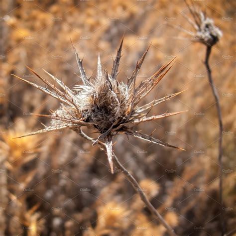 Or because they were expecting someone to show up, but that person never came. Dry thistle | High-Quality Nature Stock Photos ~ Creative ...