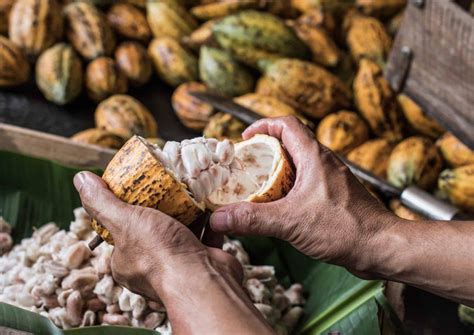 Imports also rose by 10 percent to. Philippines farm tourism to spur and to boom Cocoa ...