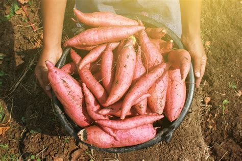 So, how can you tell when potatoes are ready to harvest? When to Harvest Sweet Potatoes? » Top Timing Tips