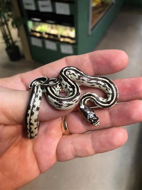 The biggest threat to a pet kingsnake or milk snake is a respiratory infection. z OUT OF STOCK - NEWPORT BEACH STRIPE CALIFORNIA KING ...