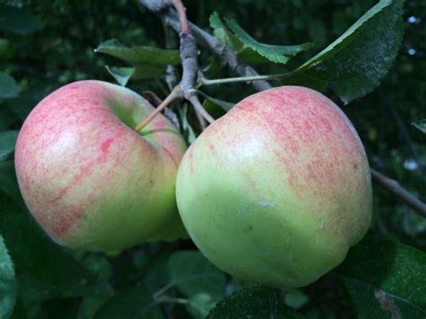 Power Food: Apples - Plattsville Natural Health Clinic