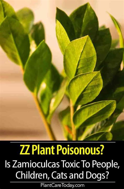 A christmas cactus is not poisonous towards cats. Is The ZZ Plant Poisonous To People, Children, Cats and ...