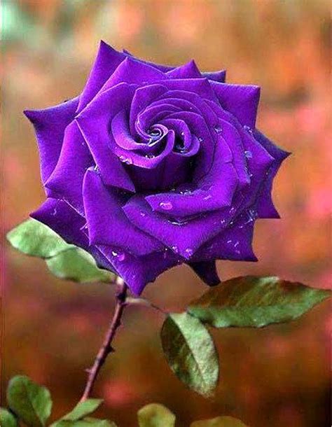 It is drought tolerant (meaning it will. Beautiful%20Purple%20Rose | Flowers, Purple roses, Purple ...