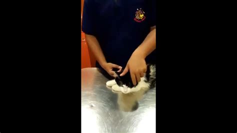 Pil kb berisi hormon (bisa kombinasi estrogen atau progesteron atau progesteron saja). Viral cara sebenar bagi kucing makan ubat pil - YouTube
