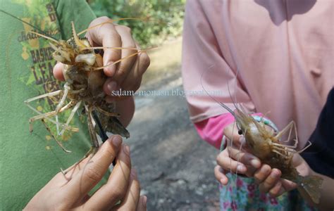 Objek barang yang di tahan tersebut memiliki nilai ekonomis. Salam Monash: Udang Galah Sungai