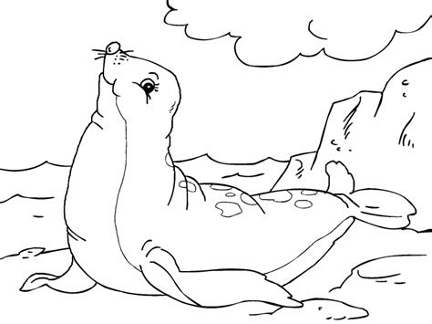 They also make the cutest cartoon characters. Seal coloring page - Coloring Pages 4 U