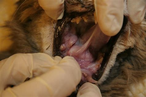 Lilly Cancerous Mouth Oral Cancer Cat Smoking