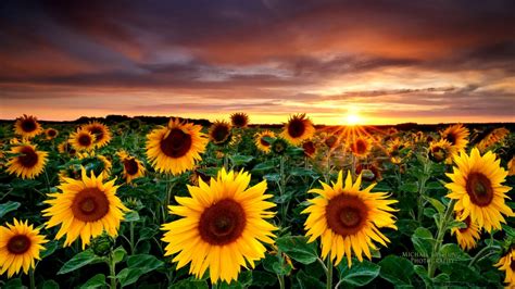 Maybe you would like to learn more about one of these? Sunflower Tumblr Photography | Wallpapers Gallery
