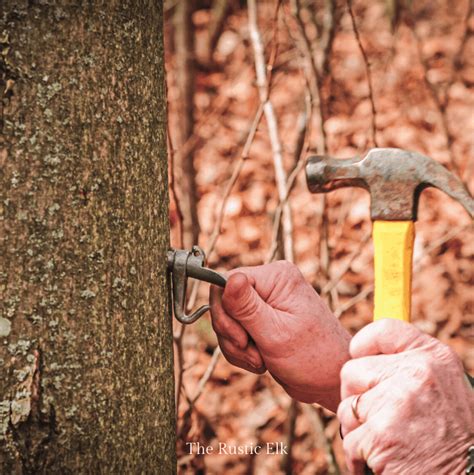 Hunger ward skye fitzgerald and michael scheuerman. How to Tap a Maple Tree • The Rustic Elk