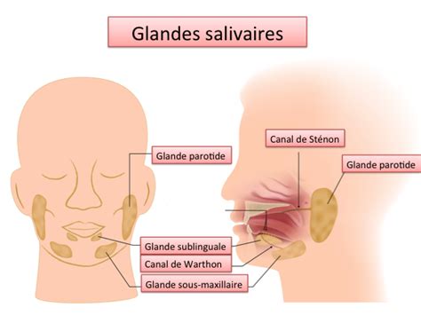 De chaque côté de la bouche, on une glande salivaire peut parfois être bouchée par un calcul. Chirurgie des glandes salivaires - Orl Poitiers