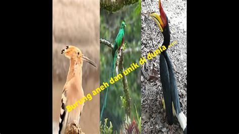 Pada 2011 silam, jurnalis fiona macgregor mengunjungi kampung kreung yang terkenal dengan budaya 'gubuk cinta'. 3 burung dengan bentuk aneh dan unik di dunia!!! - YouTube
