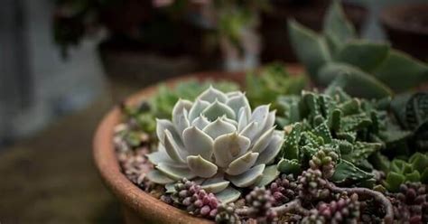 Is that cactus a bastion of potable water, or will you regret your efforts to get past its perilous spines? ¿Son plantas crasas, cactus o suculentas? Descúbrelo ...