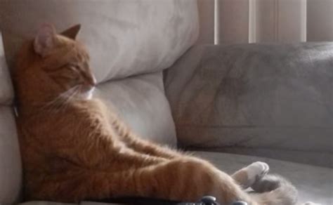 That image is too it m. Cat watching TV like a human (VIDEO) | BOOMSbeat