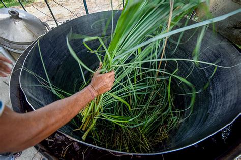 Lemongrass has red base stems and can grow up to 10 feet in its favored habitat. How to Harvest Lemongrass - Hobby Farms