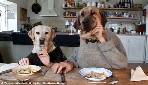 Check spelling or type a new query. Do you want some jelly with that? Odin the German Shepherd ...