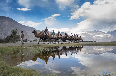 Bactrian camels have been here. 10 Best Things to Do on a Maiden Trip to Ladakh - KITE MANJA