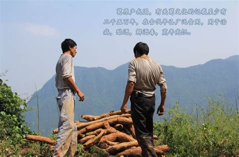 Kredit umožní i stahování neomezenou rychlostí. 葛根茶粉 - 信阳特产类 - 信阳茗山茗水实业有限公司