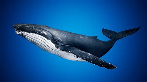 Humpback whales are large mammals. Humpback Whale in Characters - UE Marketplace