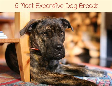 While it's true that there is an investment involved with dog care, it's best to understand the details of. What Are the Most Expensive Dog Breeds to Own?