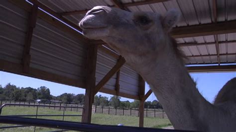 Authorities say a woman was chasing after her loose dog. Camel sits on Florida woman, who bites its testicles to ...