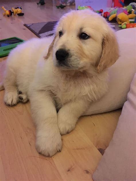 This is the price you can expect to pay for the golden retriever breed without breeding rights. Golden Retriever Puppies For Sale | North Carolina 54, NC ...