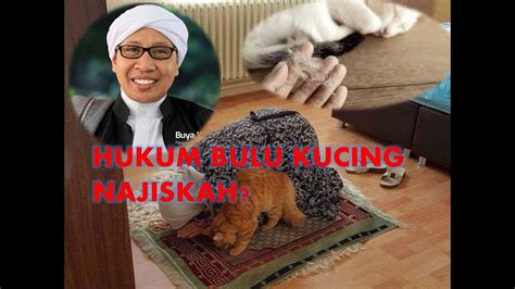 Bulu kucing yang indah sering kali menjadi daya tarik untuk dipelihara. Ceramah Buya Yahya - Buya Yahya menjawab : Hukum Bulu ...