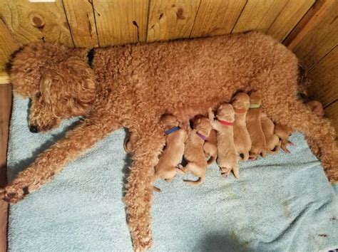 The goldendoodle is a crossbreed that is growing in popularity! Goldendoodle puppy dog for sale in Columbus, Georgia