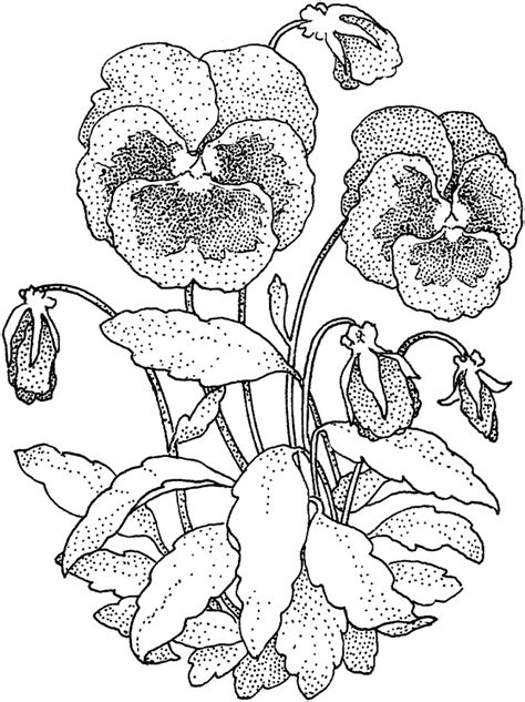 To print a coloring click the coloring you want to print, then click the. Printable Pansy coloring page for both aldults and kids.