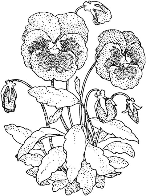 To print a coloring click the coloring you want to print, then click the. Printable Pansy coloring page for both aldults and kids.