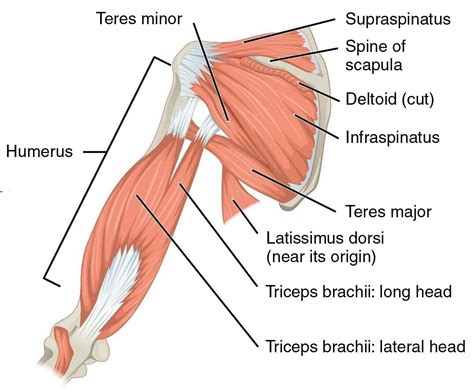 These small muscles collectively help to stabilize the shoulder joint throughout the motion of various pushing and pulling exercises. Pin by TY Lin on OT | Muscle diagram, Rotator cuff ...