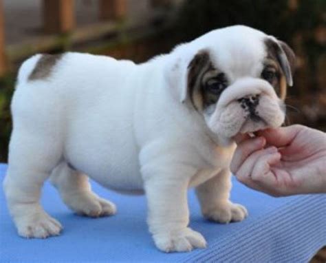 View english bulldogs currently available for adoption from lone star bulldog rescue in texas tx. cute and adorable english bulldog puppies for adoption ...